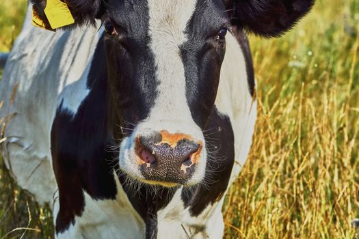 Cow on a summer pasture on a hot day                               