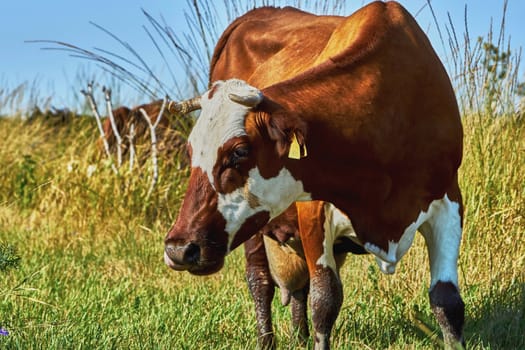 Cow on a summer pasture on a hot day                               