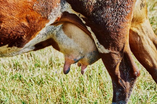 Cow's udder closeup                               