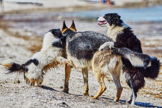 Stray dogs on the beach on a hot summer day                               