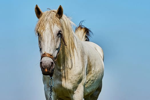 Portrait of a horse against the sky                                                              