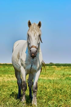 Portrait of a horse grazing in the meadow                               