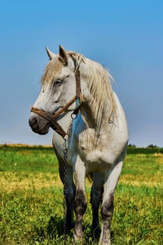 Portrait of a horse grazing in the meadow                               