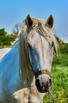 Portrait of a horse grazing in the meadow                               