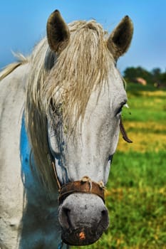 Portrait of a horse grazing in the meadow                               