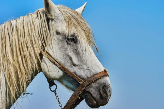 Horse head portrait on sky background                                 