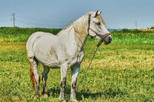 Portrait of a horse grazing in the meadow                               