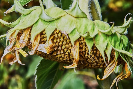 The head of a sunflower on the field                                                              