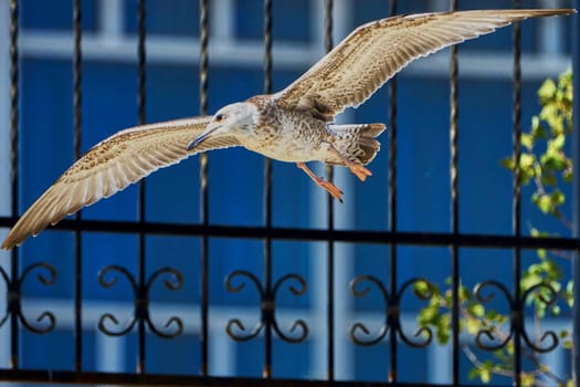 Common gull in flight over the beach                                                              