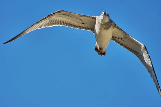 Common gull in flight against the blue sky                              