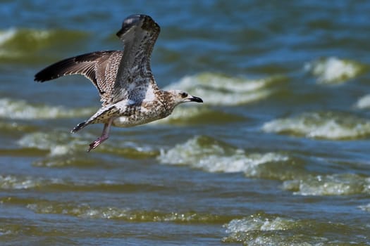  Common gull in flight over the sea                                                             