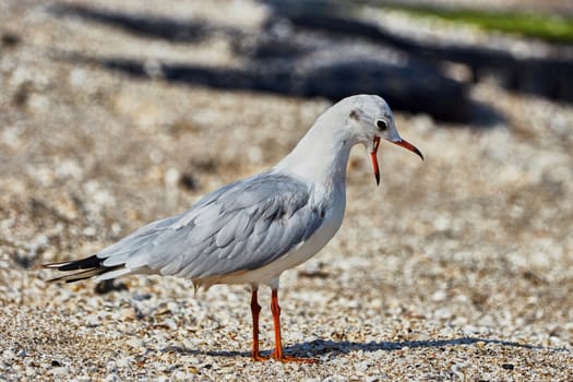 Seagull on the beach (Taganrog Bay)                                                              