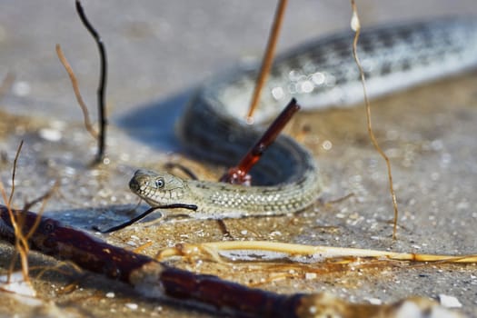 Water snake on the Bay summer day                               