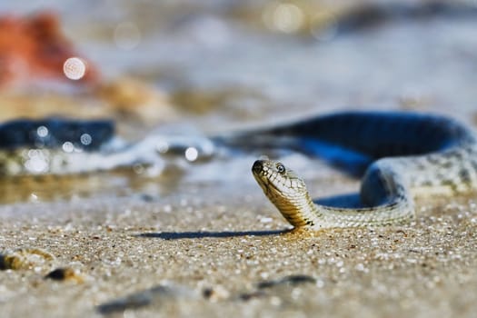 Water snake on the Bay summer day                               