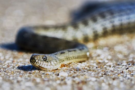 Water snake on the Bay summer day                               