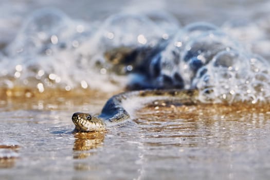 Water snake on the Bay summer day                               