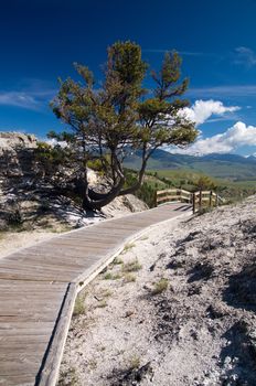 Tree on edge of boardwalk in Mammoth Hot Springs, Yellowstone Park