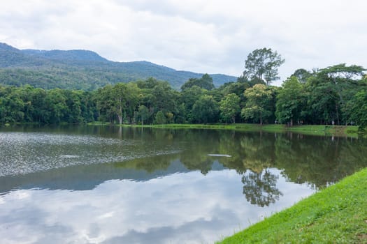 Spring forest is reflected in the river .