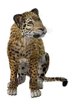 3D digital render of a big cat jaguar isolated on white background