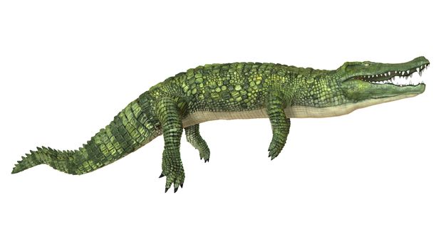 3D digital render of a green crocodile isolated on white background