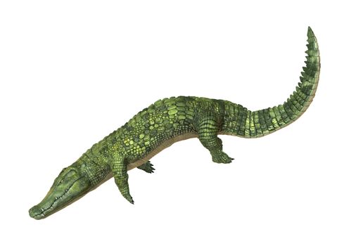 3D digital render of a green crocodile isolated on white background