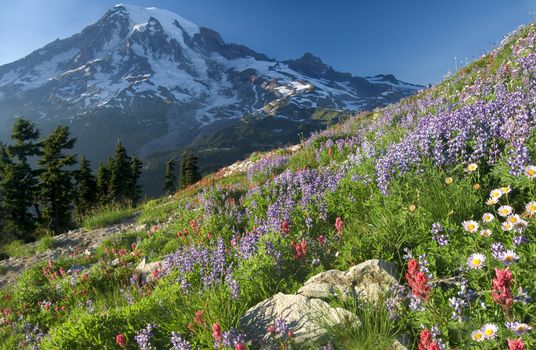 Mount Rainier wildflowers blooming in late summer