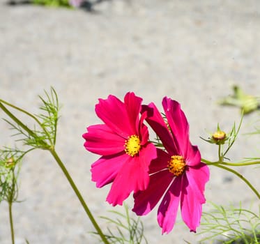 Pink cosmos on gray background