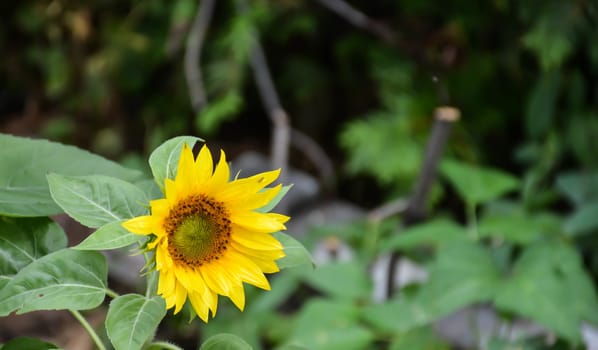 Yellow sunflower on bokeh background