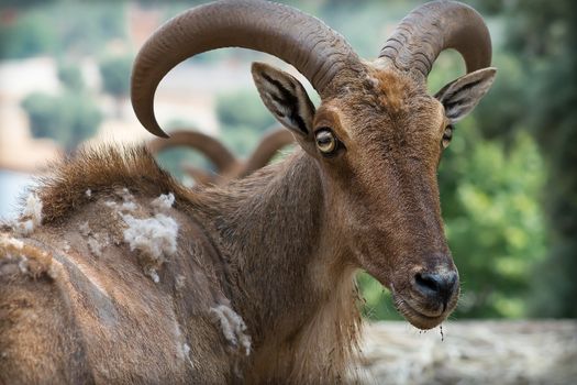 Beautiful type of mouflon with horns grew very curious