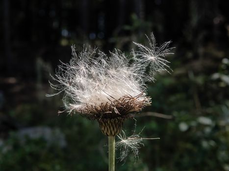 White and fluffy thistle seeds on the forrest background