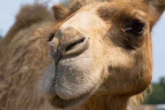 young camel very intrigued by the camera
