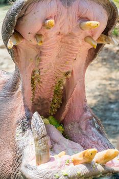 hippo mouth while eating with huge teeth