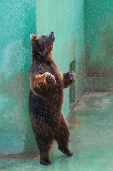 bear standing while you scratch my back
