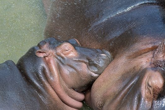 small hippo while resting safely next to his mother