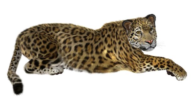 3D digital render of a big cat jaguar isolated on white background