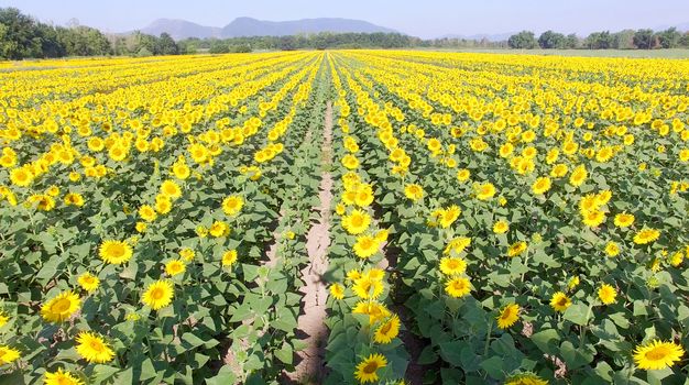 Aerial view of sunflowers meadow.