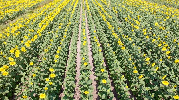 Aerial view of sunflowers field.