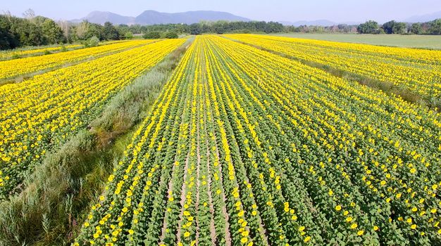 Aerial view of sunflowers field.