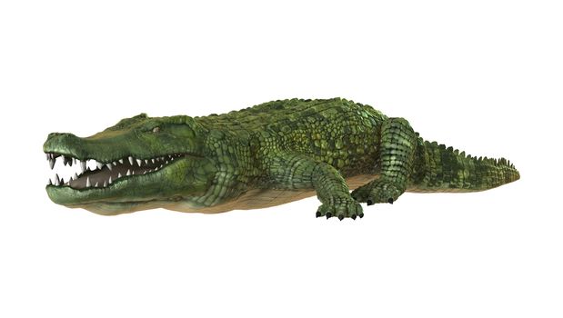 3D digital render of a green crocodile isolated on white background