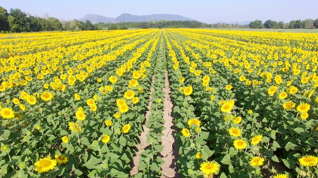 Aerial view of sunflowers field.