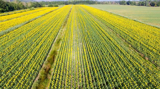 Aerial view of sunflowers meadow.