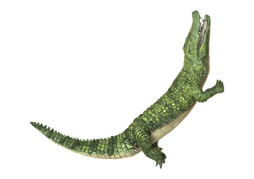 3D digital render of a green crocodile isolated on white background