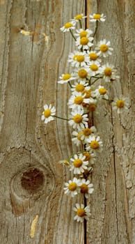Small Garden Camomiles In a Row closeup on Rustic Wooden background. Retro Styled