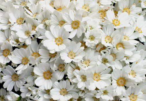 Background of White Daisy Flower Heads with Yellow Pollen closeup