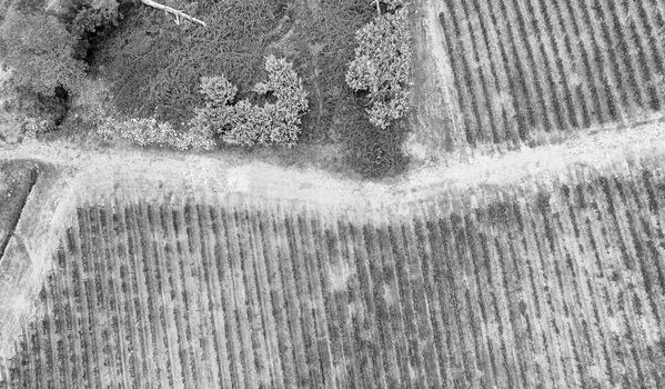 Aerial view of vineyards in the countryside.