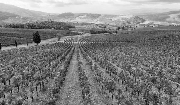 Tuscan vineyards. Stunning aerial view of italian hills.