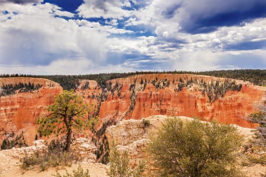 Hoodoos Tree Bryce Point Bryce Canyon National Park Utah 