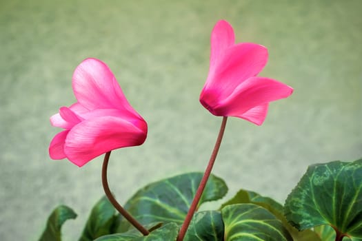 On a soft green background, two bright pink cyclamen flower surrounded by green leaves.