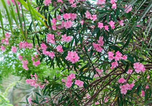 Blooming oleander with a large number of beautiful delicate pink flowers and green leaves lit by the sun.