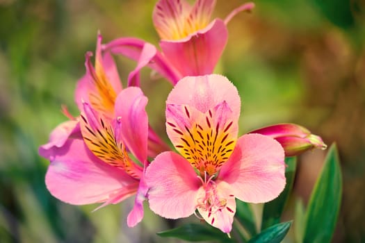 A close-up of beautiful flowers with pale pink and yellow petals on a background of green leaves.